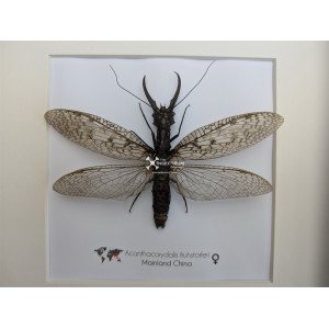 ACANTHACORYDALIS FRUHSTORFERI